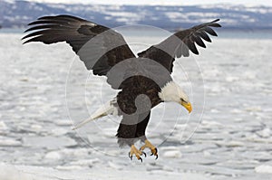 Bald Eagle catching fish