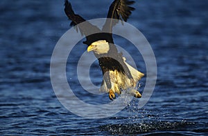 Bald Eagle catching fish in river