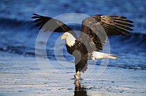 Bald Eagle catching fish in river photo