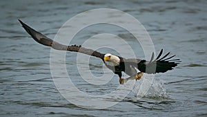 Bald Eagle catching fish from the Susquehanna River in Maryland
