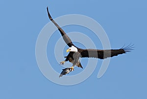 Bald Eagle With Caught Fish