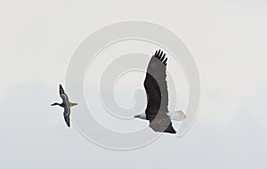 Bald eagle chasing a duck