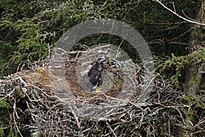 Bald Eagle chick in a nest in a tree Newfoundland Canada