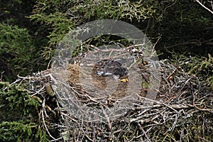 Bald Eagle chick in a nest in a tree Newfoundland Canada