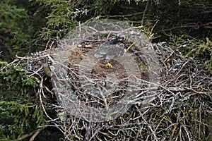 Bald Eagle chick in a nest in a tree Newfoundland Canada