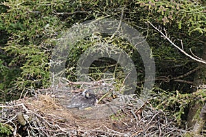 Bald Eagle chick in a nest in a tree Newfoundland Canada