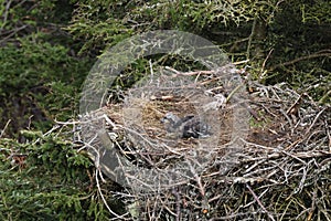 Bald Eagle chick in a nest in a tree Newfoundland Canada