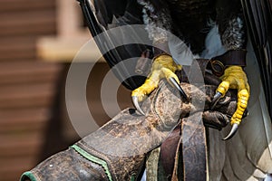 Bald eagle claws close up