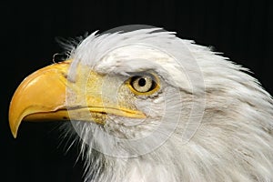 Bald eagle close-up