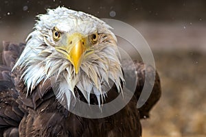 Bald eagle in close-up. Dynamic eagle face on to camera