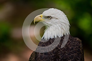 Bald Eagle Close Up Looking Left