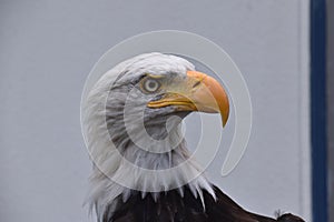 Bald eagle close up portrait