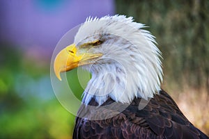 Bald Eagle, close-up side view