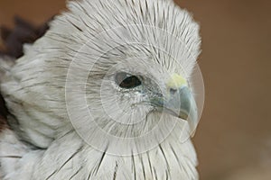 Bald Eagle closeup at VOC park