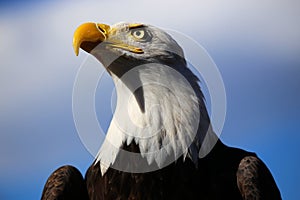Bald Eagle in Colorado with Blue Sky photo