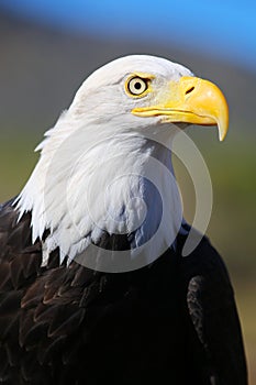 Bald Eagle in Colorado photo
