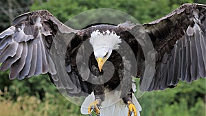 Bald Eagle coming in for a Landing Close-up