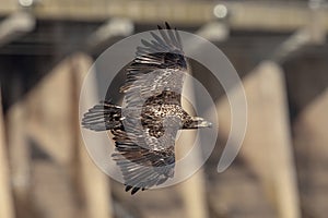 Bald Eagle at the Conowingo Dam