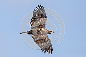 Bald Eagle at the Conowingo Dam