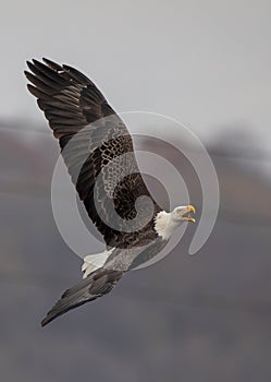 Bald Eagle at the Conowingo Dam