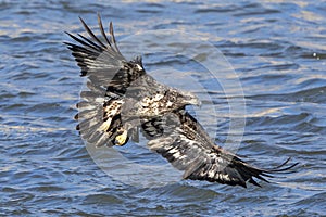 Bald Eagle at the Conowingo Dam