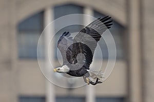 Bald Eagle at the Conowingo Dam