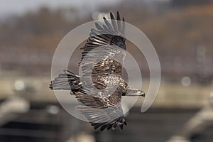 Bald Eagle at the Conowingo Dam