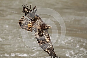 Bald Eagle at the Conowingo Dam