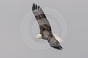 Bald Eagle at the Conowingo Dam