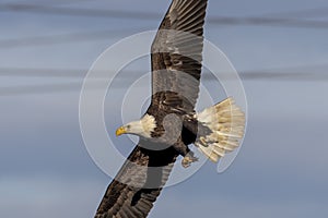 Bald Eagle at the Conowingo Dam