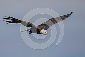 Bald Eagle at the Conowingo Dam