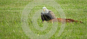 Bald Eagle contemplates how to eat his deer meal