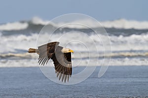 Bald Eagle and Crashing Waves in Ocean Shores, Washington