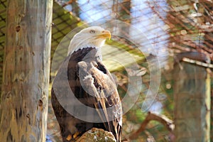 Bald Eagle Day