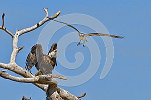 Bald Eagle Defending His Position While Being Harassed By An Osprey