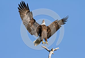 Bald Eagle Defending Territory