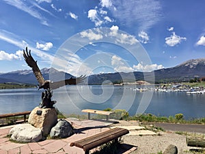 The Bald eagle at Dillon Lake