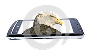 Bald eagle on display smartphone. Collage