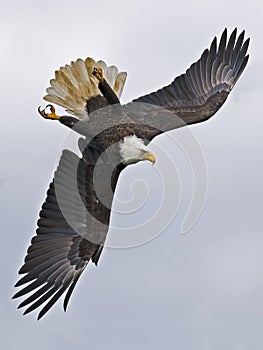 Bald Eagle Diving