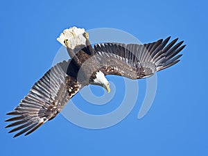 Bald Eagle Diving