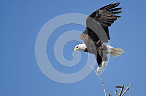 Bald Eagle Diving After Prey