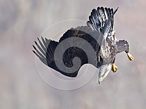Bald Eagle Diving