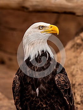 The bald Eagle