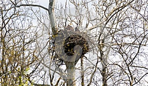 Bald eagle and eaglet in nest