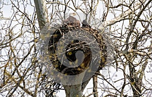 Bald eagle with eaglet in nest