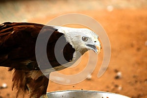 Bald Eagle is eating