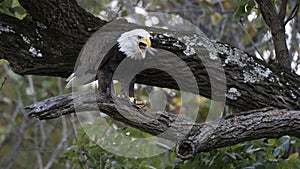 Bald eagle eating from tree top