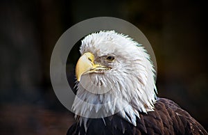 Bald Eagle, ever watchful, intensely focused, standing proud.