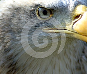 Bald eagle eye