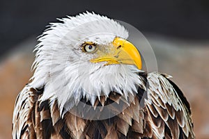 bald eagle face portrait looking to the righ